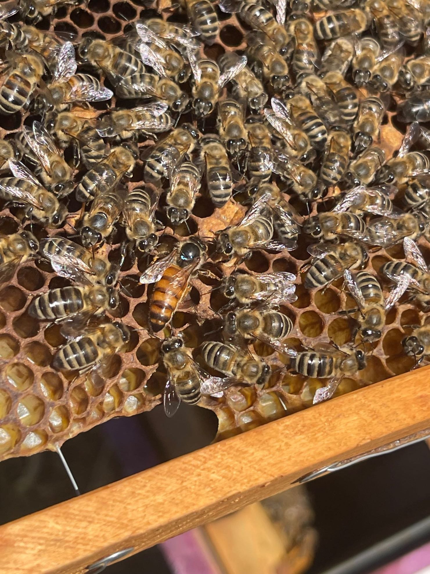 Βασίλισσα Buckfast