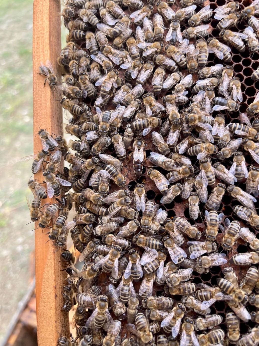 Βασίλισσα Carnica