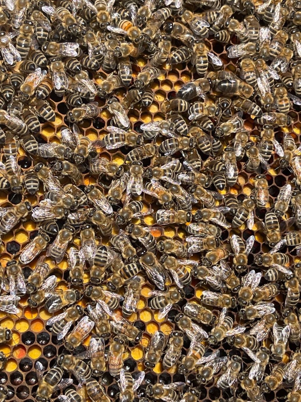 Η συλλογή και η αξία της γύρης