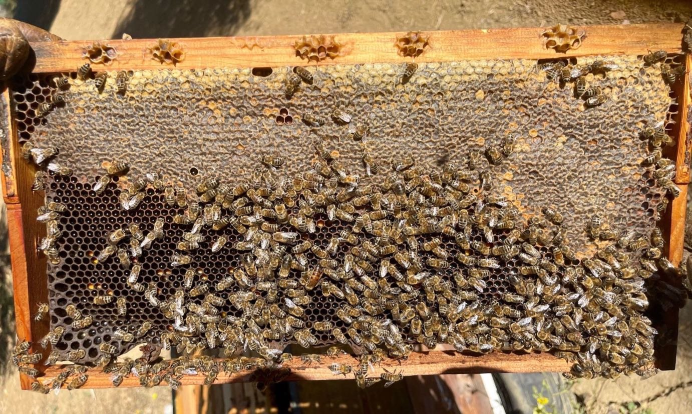 Πώς οι μέλισσες συλλέγουν και σφραγίζουν το μέλι