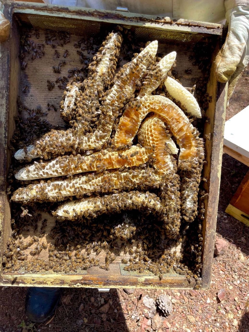 Οι θαυμαστές κηρήθρες των μελισσών