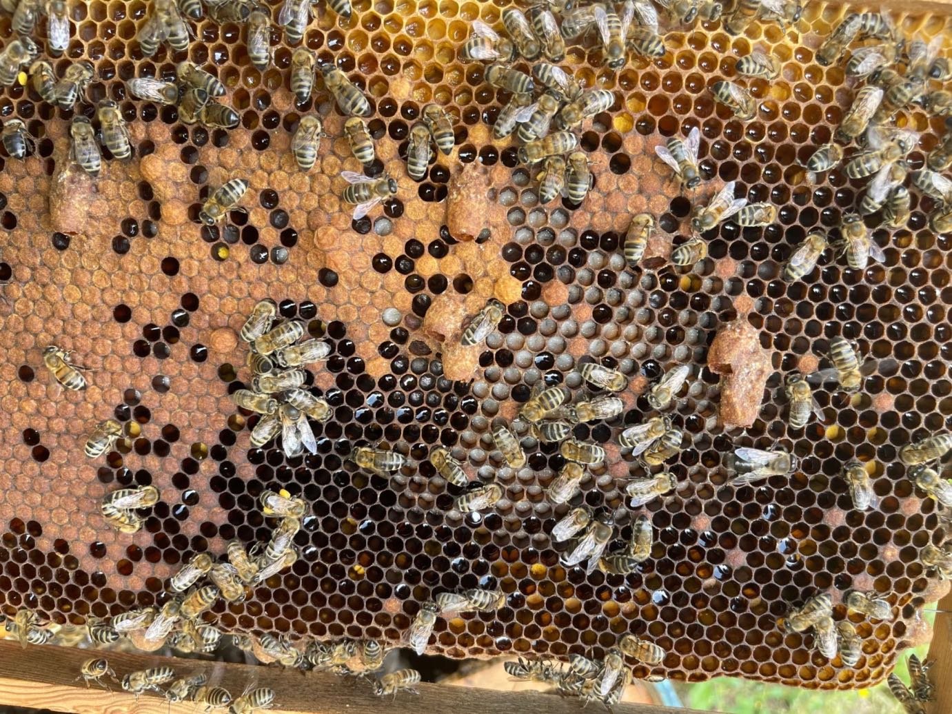 Τι προκαλεί την αντικατάσταση της βασίλισσας