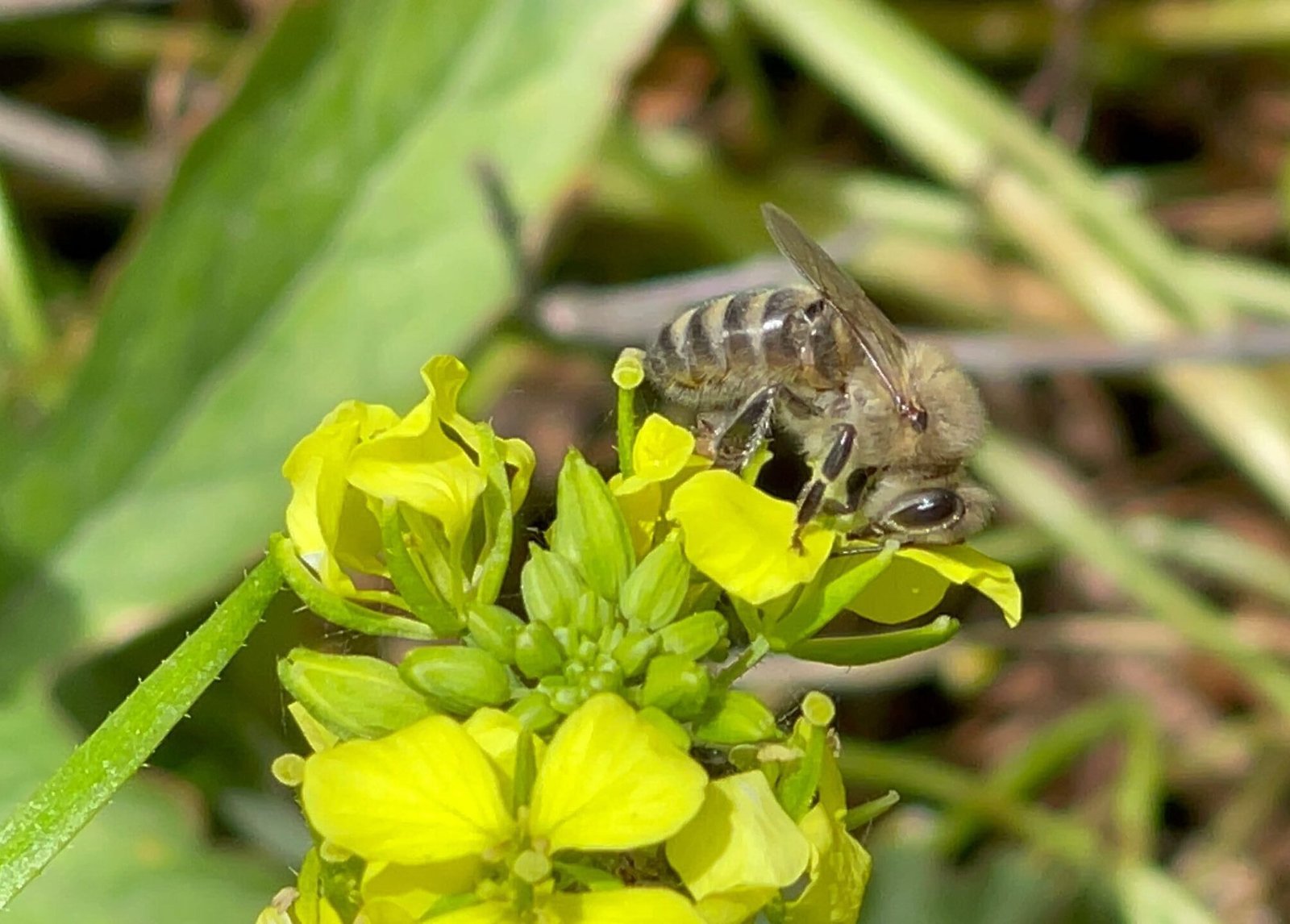 Νέα δεδομένα για την υγεία των μελισσών
