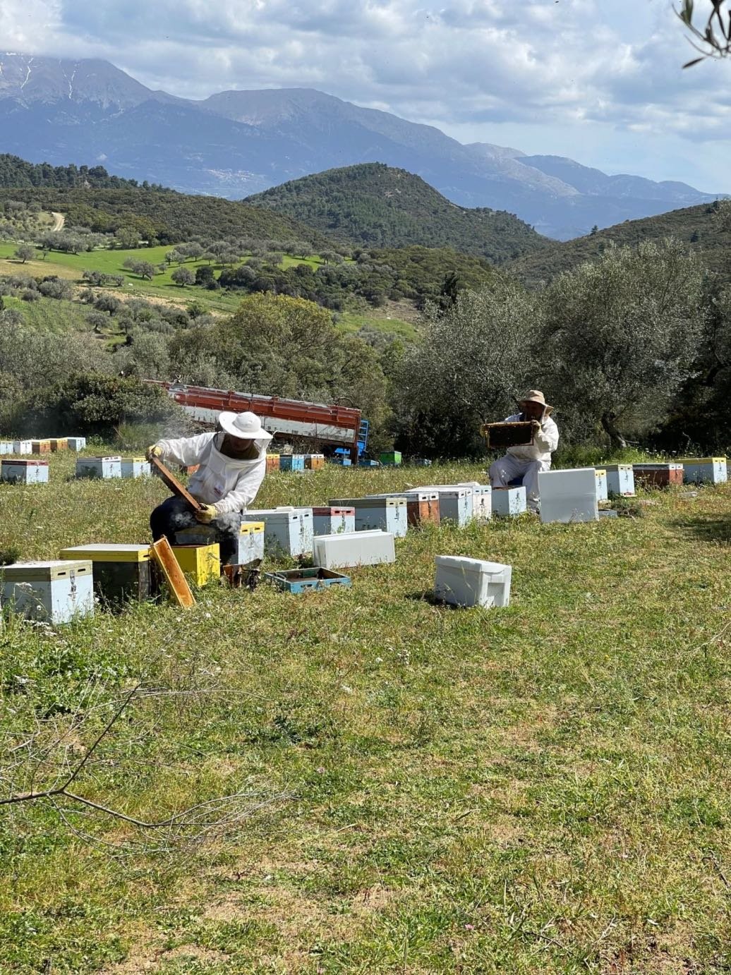 Η ελληνική μελισσοκομία σήμερα