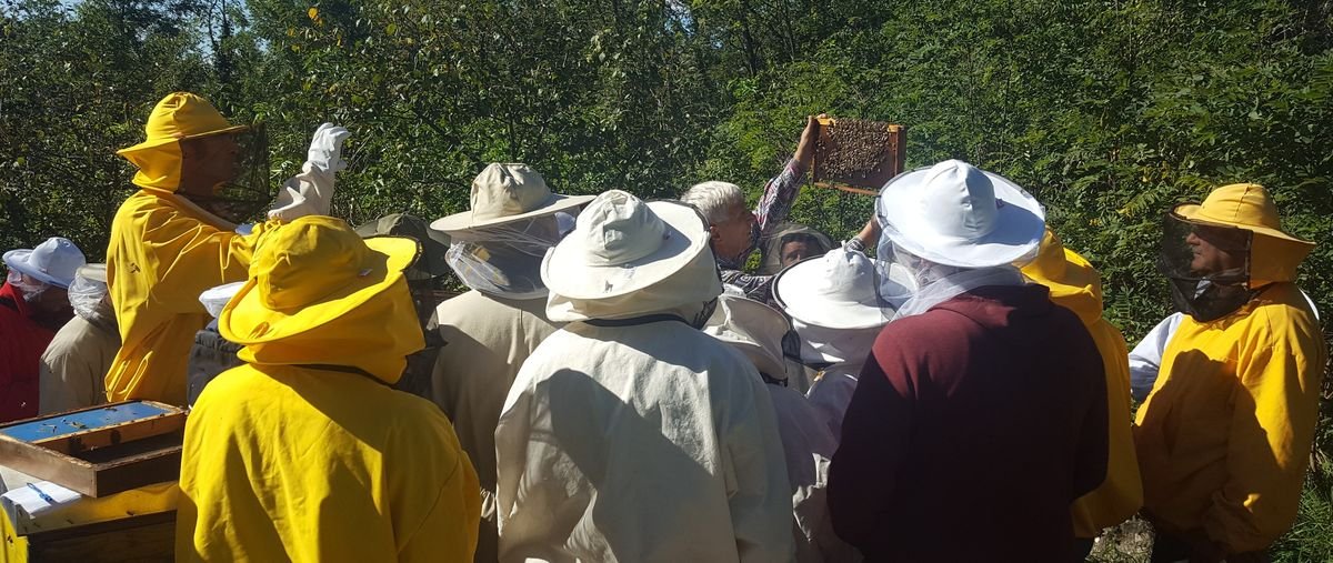 Η Χριστουγεννιάτικη μαγεία με μέλισσες στο Ζάγκρεμ