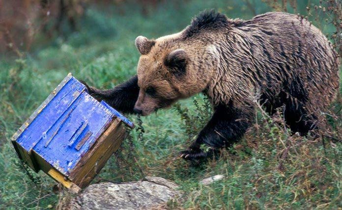 Άγριος αρκούδος προκαλεί τρόμο σε χωριό της Ινδίας