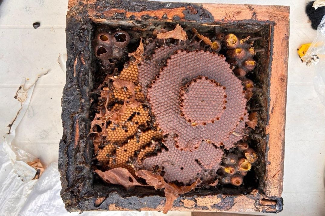 Η πρόπολη των άγριων μελισσών του Αμαζονίου