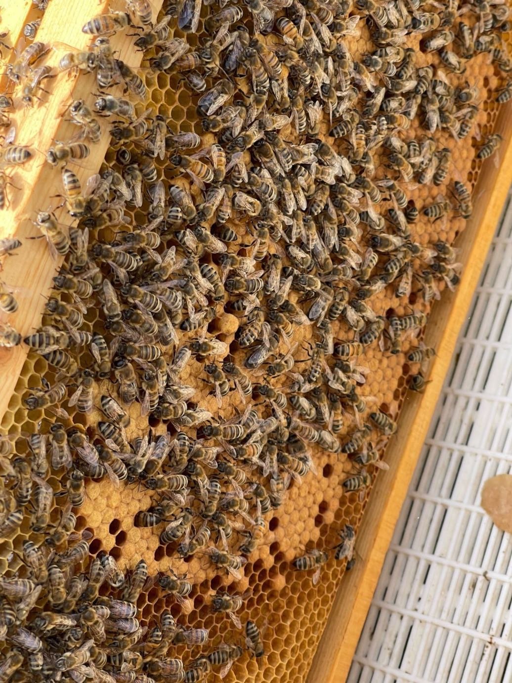 Όταν οι μέλισσες, ο άνθρωπος και το περιβάλλον συνδέονται