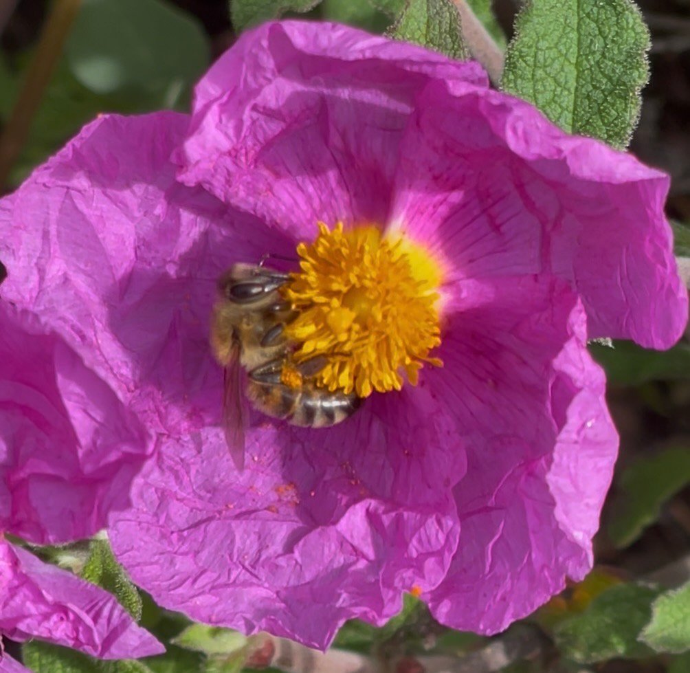 Τεχνητά θρεπτικά στοιχεία για μέλισσες