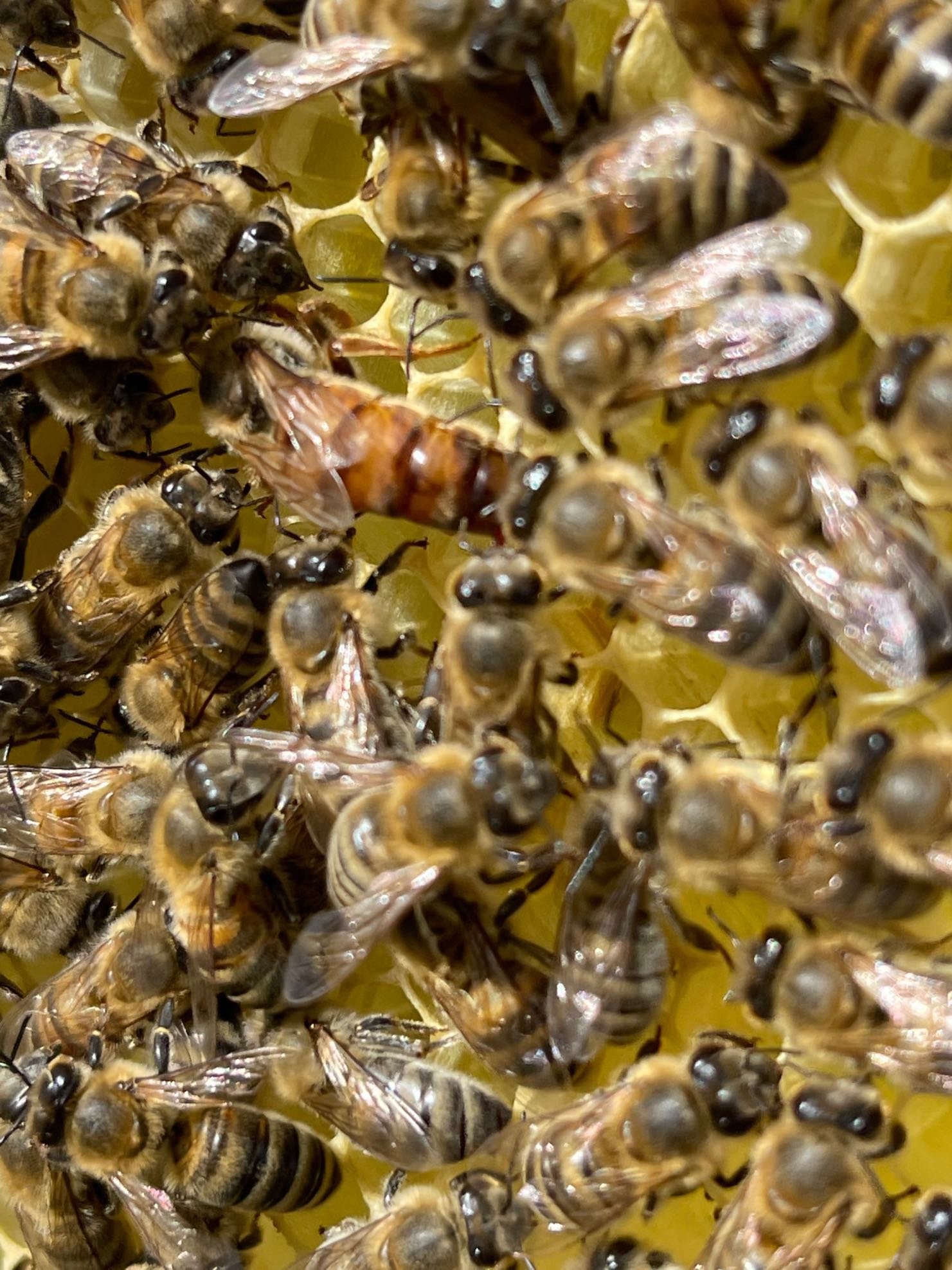 Πώς γονιμοποιείται η βασίλισσα μέλισσα