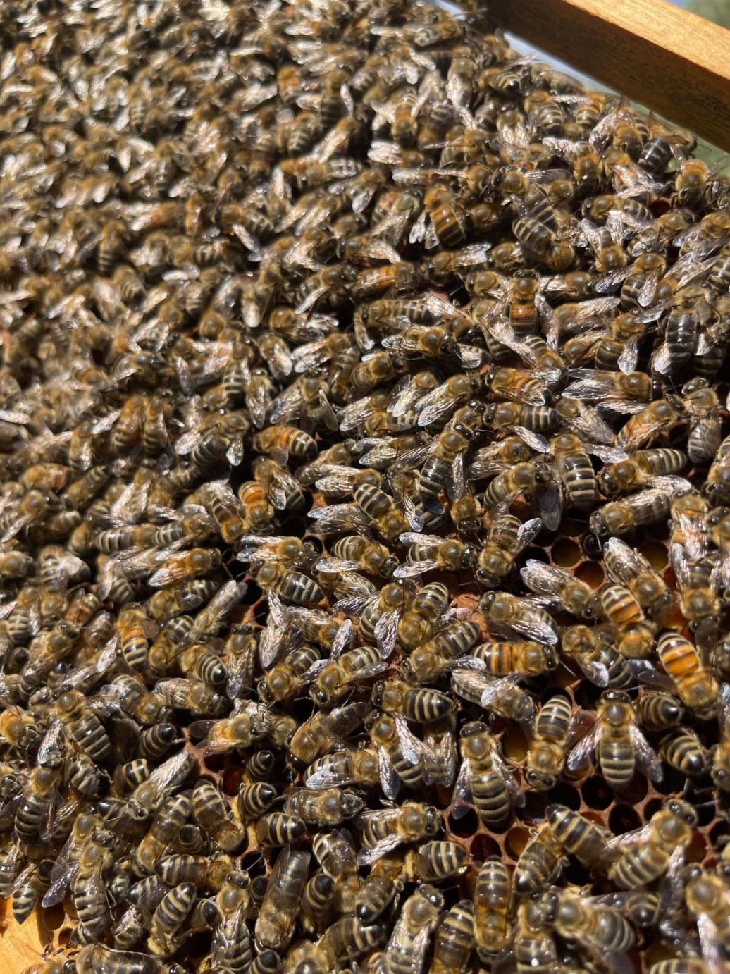 Νέα παγκόσμια εκτίμηση ειδών μελισσών