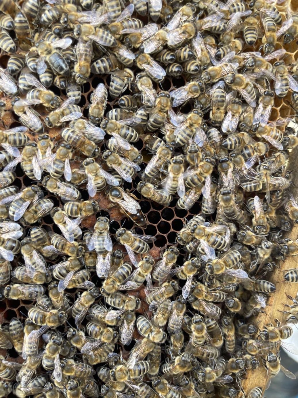 Οι διάφορες ανάμεσα στην εργάτρια και στη βασίλισσα