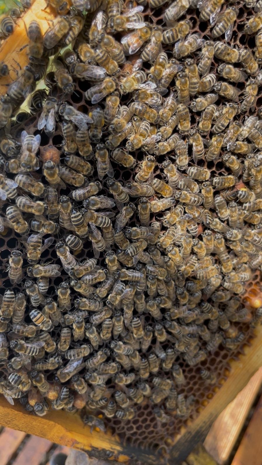 Πώς βρίσκουν τον δρόμο οι μέλισσες