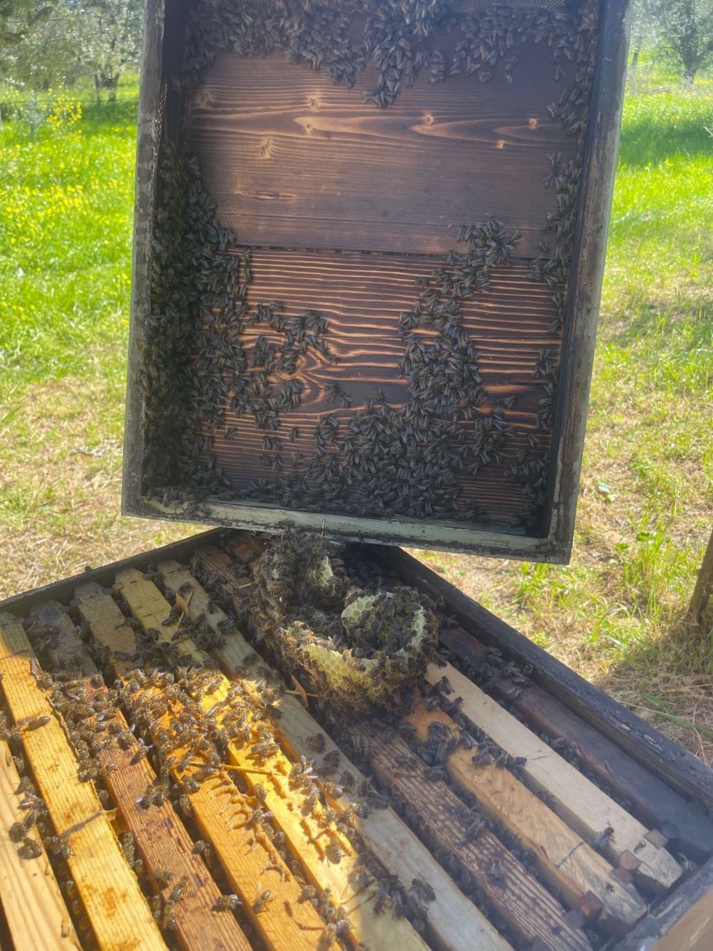 Προετοιμασία μελισσιών για τη μελιτοφορία