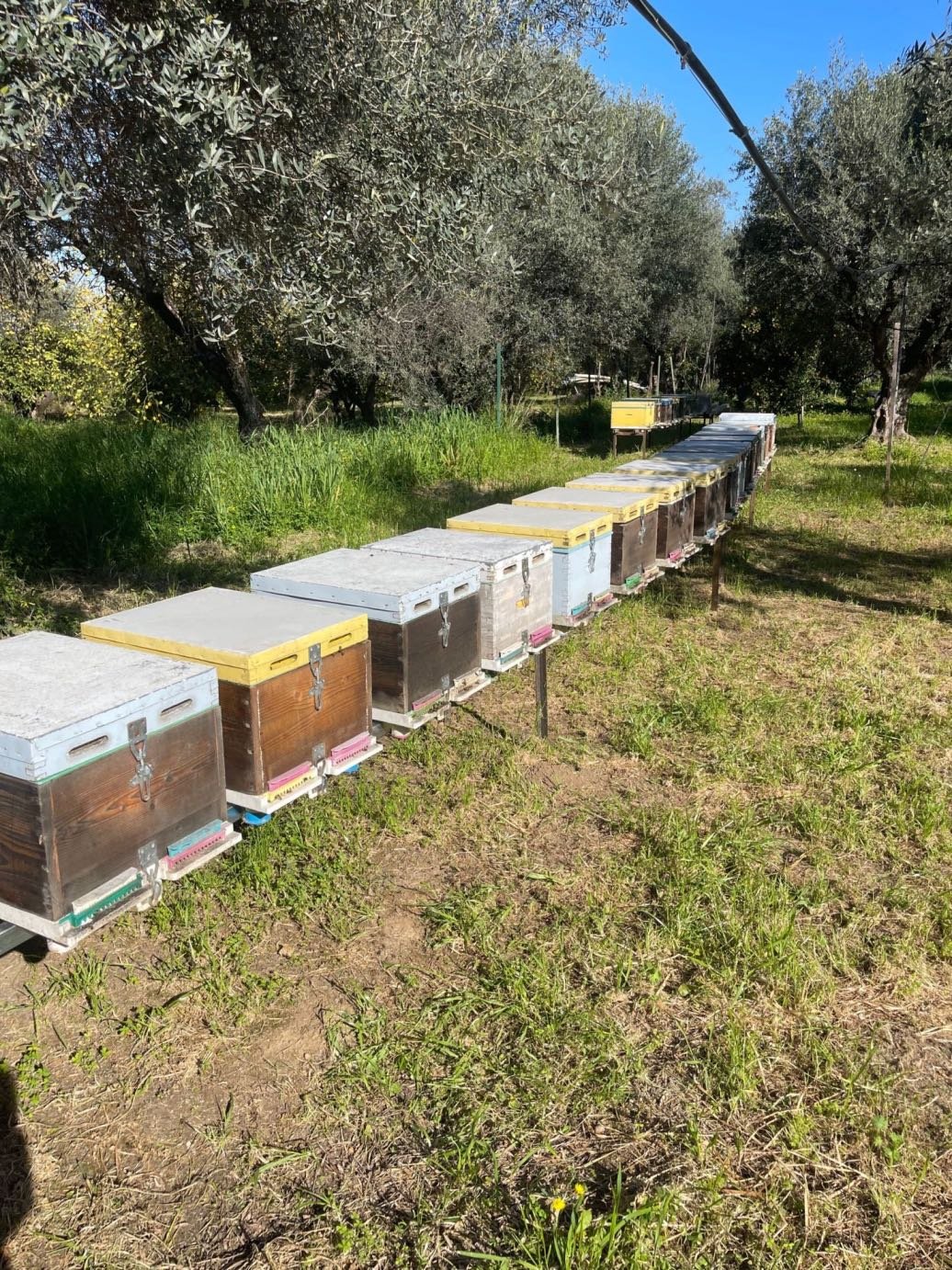 Πότε βγαίνει το κάθε μέλι στην Ελλάδα