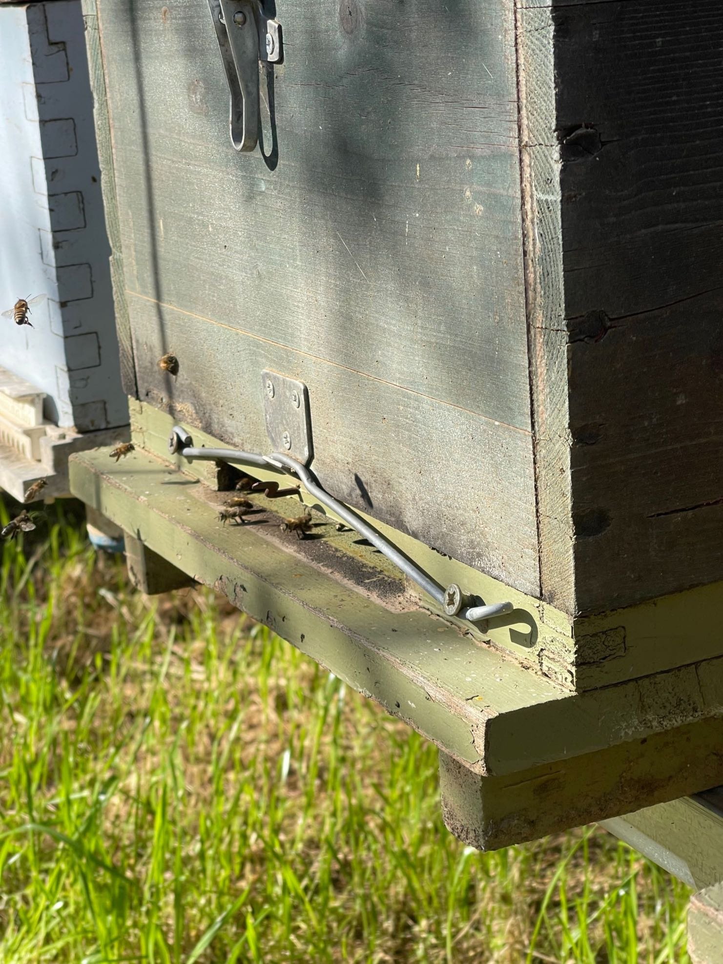 Η ζωή της μέλισσας: από την πρώτη μέρα μέχρι το τέλος της